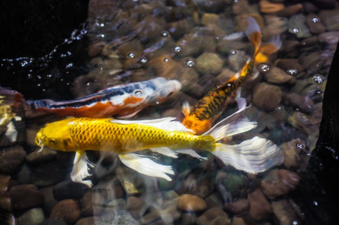 No, you can't take them home ($135 for the yellow one)