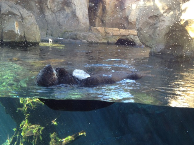 You OTTER try the ice.