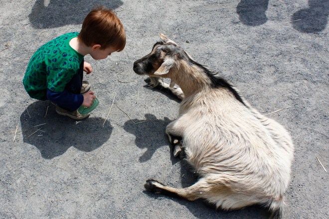 No butts about it, goat.