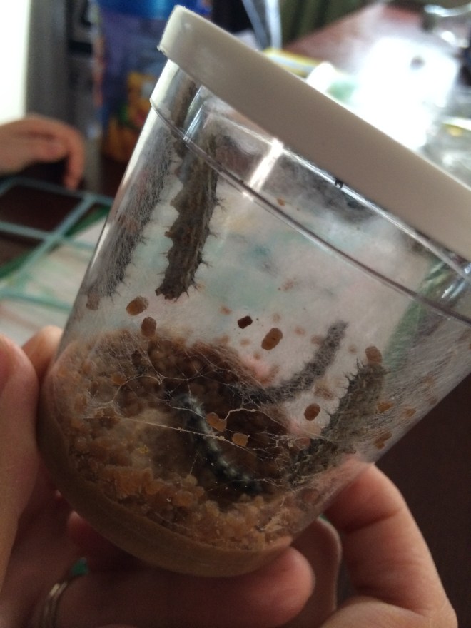 Caterpillars in the mail. Sweet!