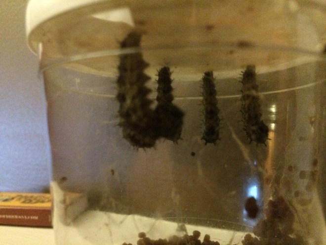 These worms look sick...