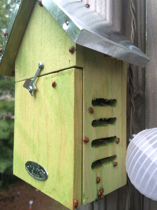 Mom said ask dad why the ladybug house is empty...