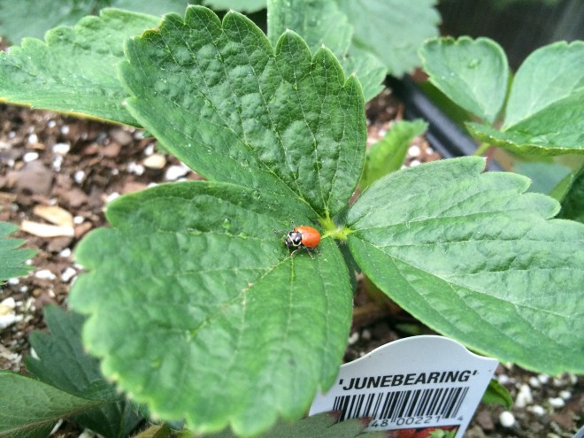 Ladybug on Strawberries. Two of my favorites.