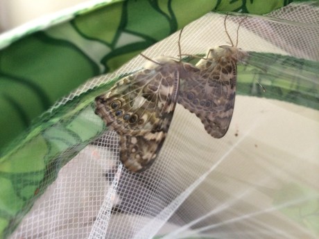 What do you know... butterflies!