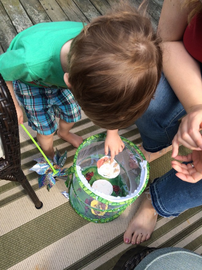 Fly butterflies! You're free!