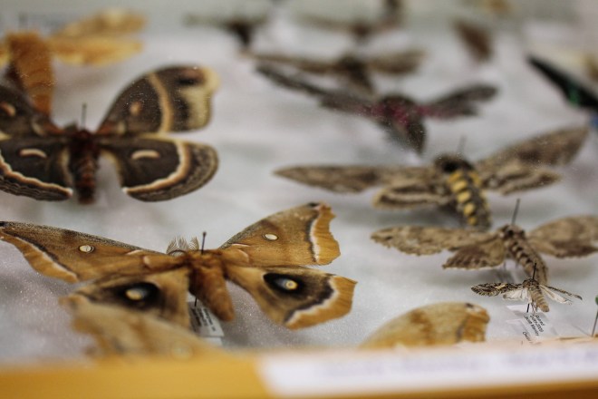 You can get a ribbon for collecting butterfiles? I'M IN.