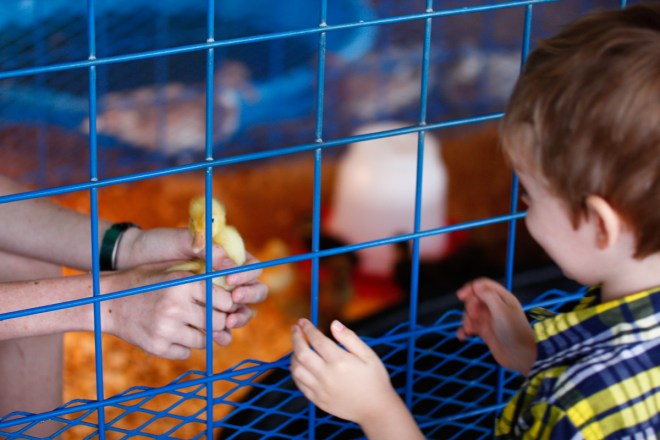 Goose, goose... hey! DUCK!