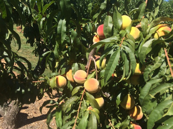 Is it rude if I say, "Niiiice peaches!"? 