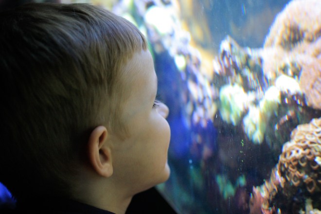 Blub glub? I don't speak fish, sorry.