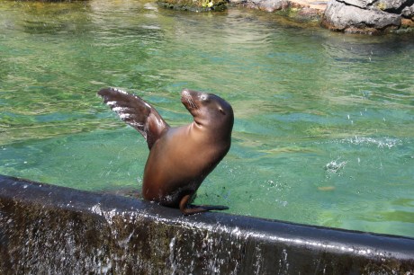 Prospect Park Zoo sure has friendly sea lions.